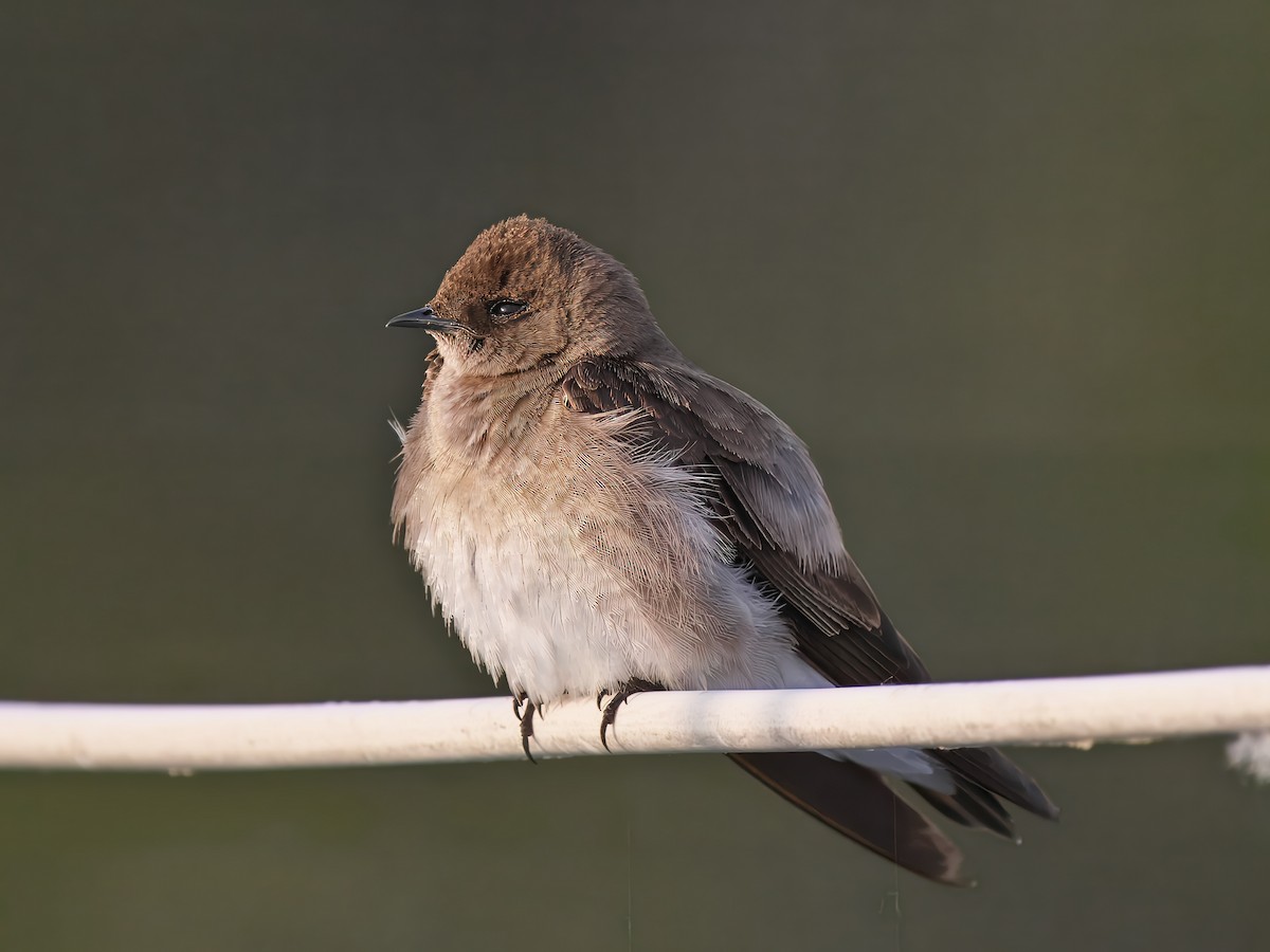 Northern Rough-winged Swallow - ML620027559