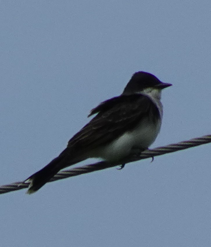 Eastern Kingbird - ML620027562