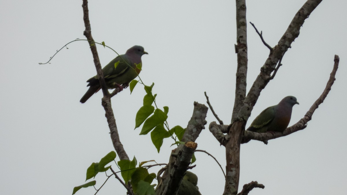 Pink-necked Green-Pigeon - ML620027563