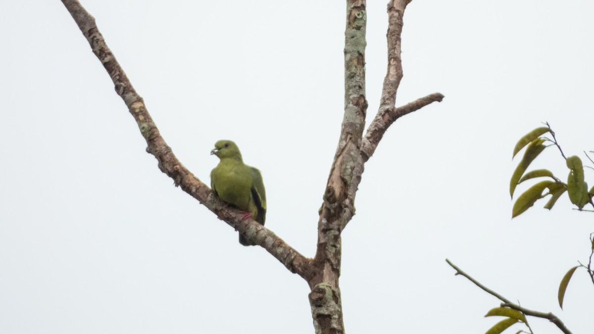 Pink-necked Green-Pigeon - ML620027564