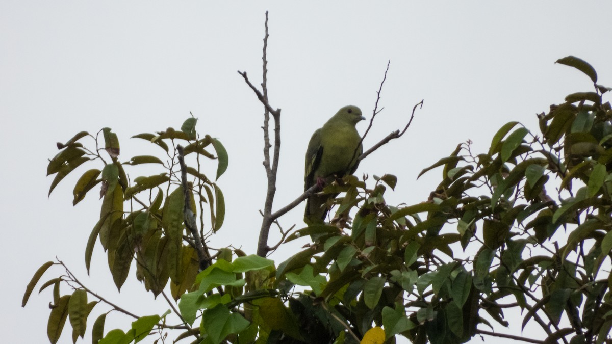 Pink-necked Green-Pigeon - Jorge Juan Rueda