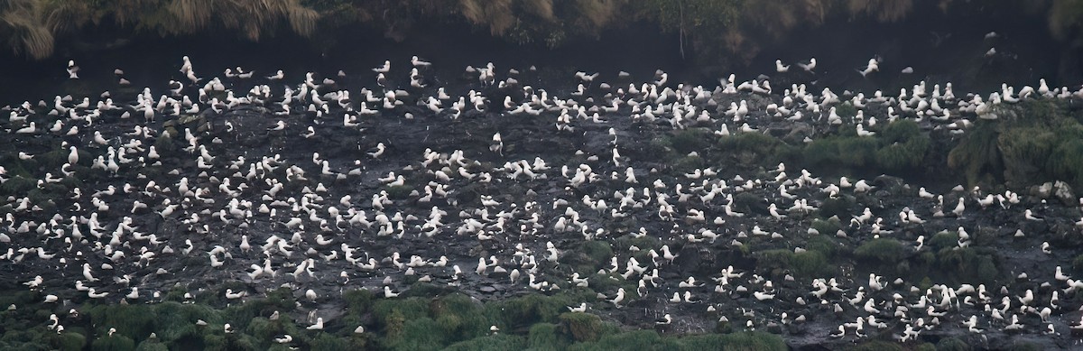 Black-browed Albatross (Campbell) - Martin Suanjak