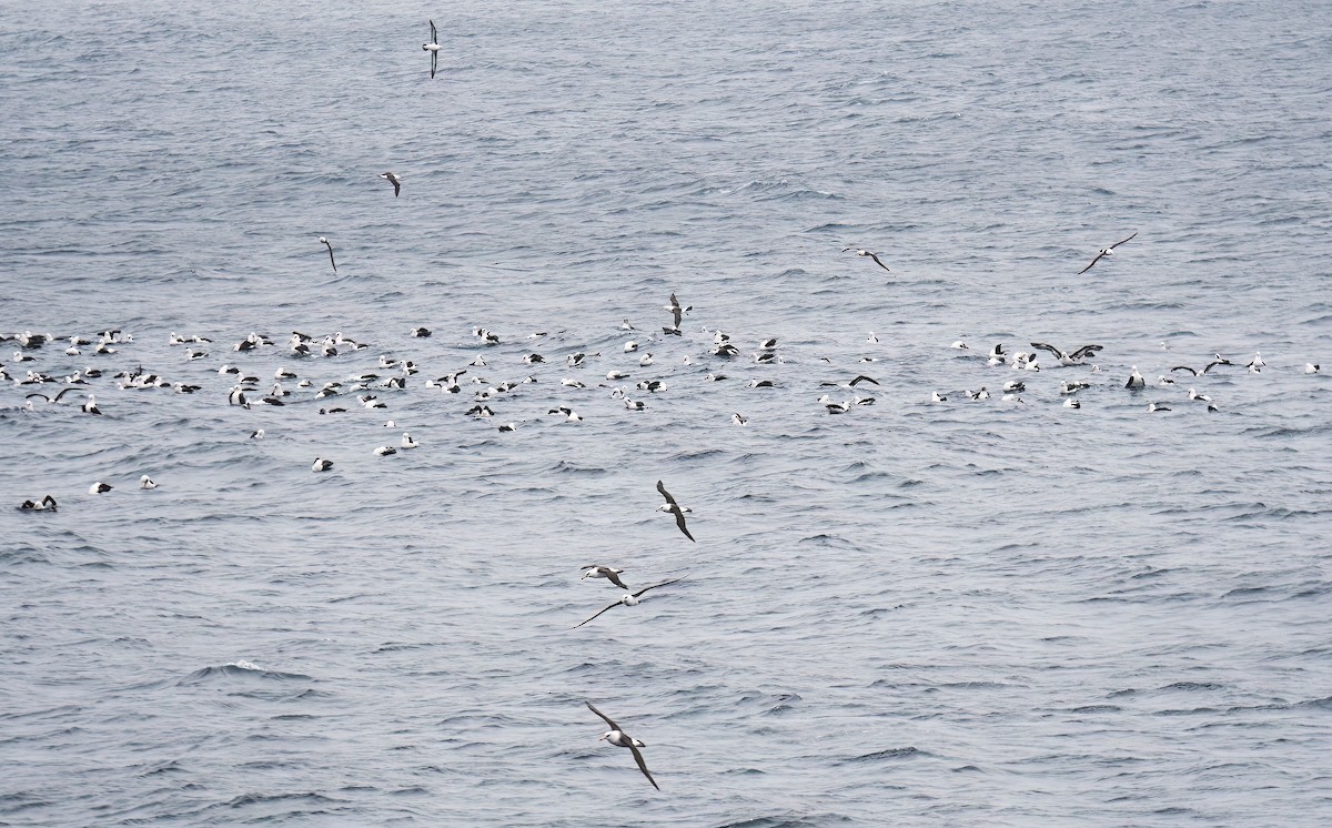 Kara Kaşlı Albatros (impavida) - ML620027568