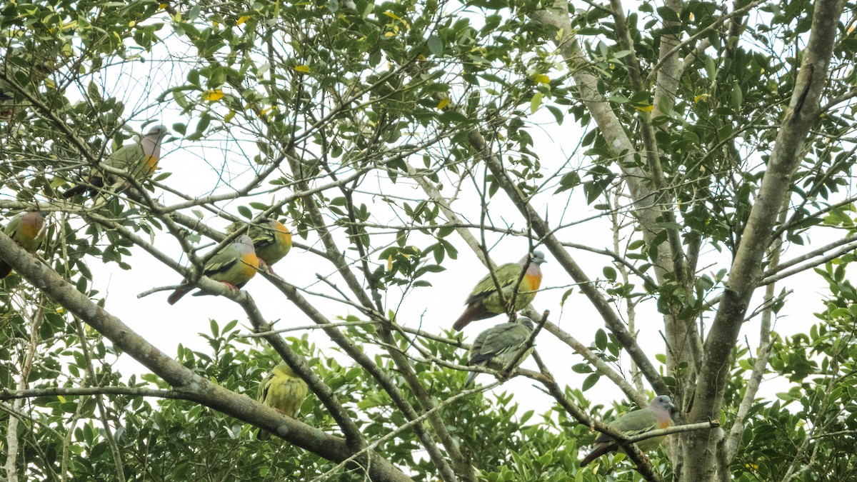 Pink-necked Green-Pigeon - ML620027569