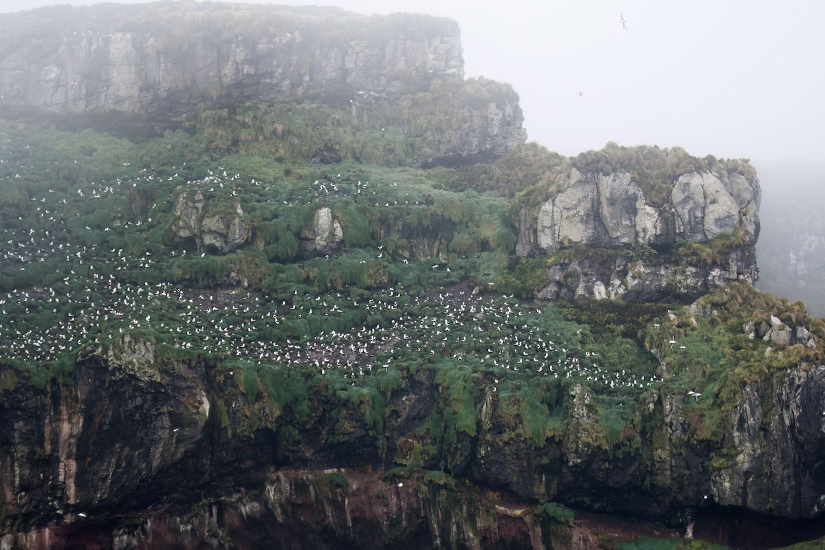 albatros černobrvý (ssp. impavida) - ML620027570