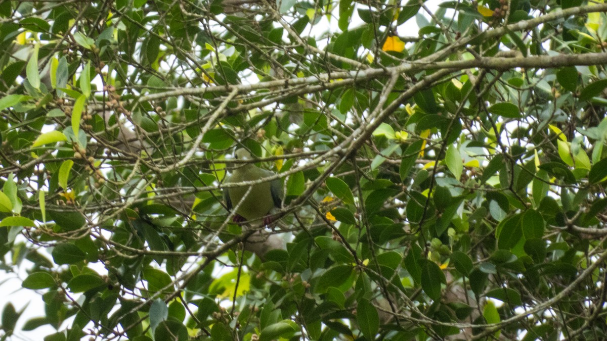 Pink-necked Green-Pigeon - ML620027574