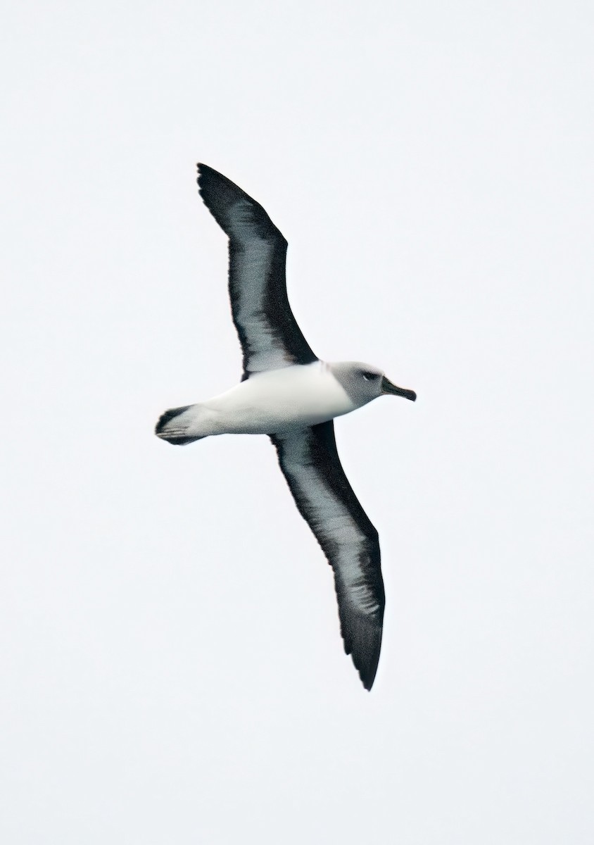 albatros šedohlavý - ML620027580