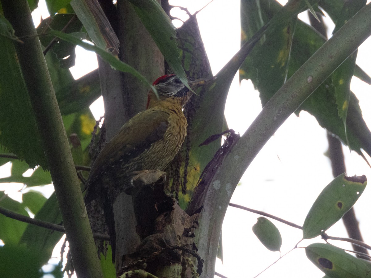 Laced Woodpecker - ML620027585