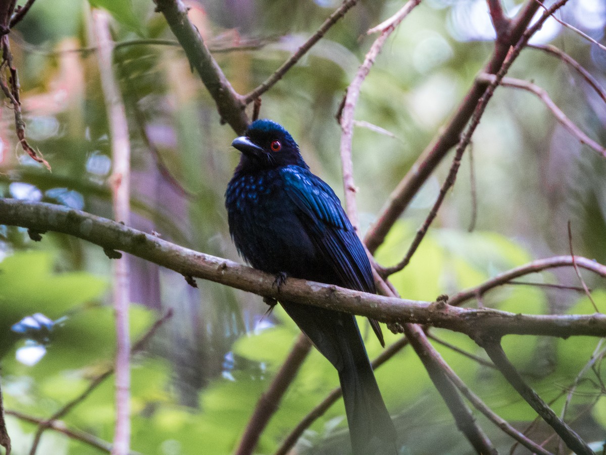 Greater Racket-tailed Drongo - ML620027589