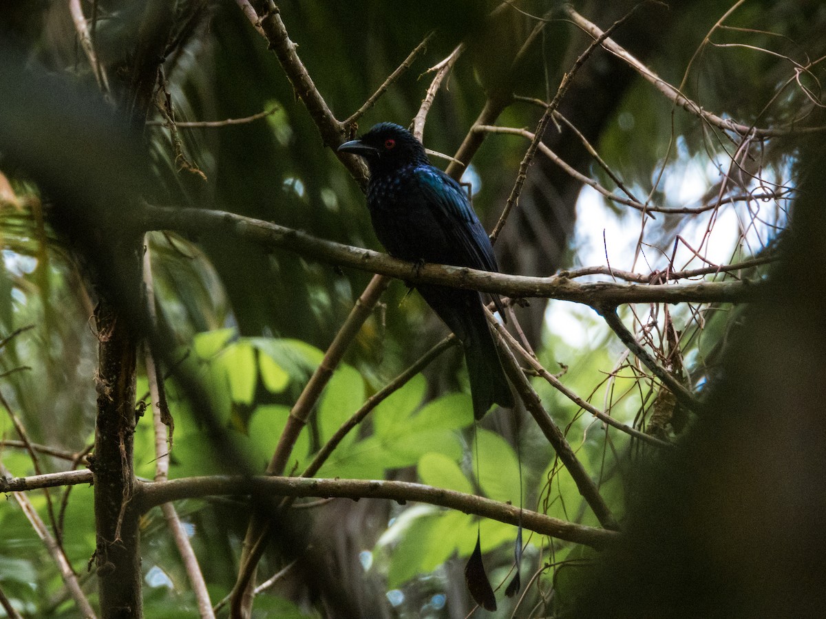 Greater Racket-tailed Drongo - ML620027590