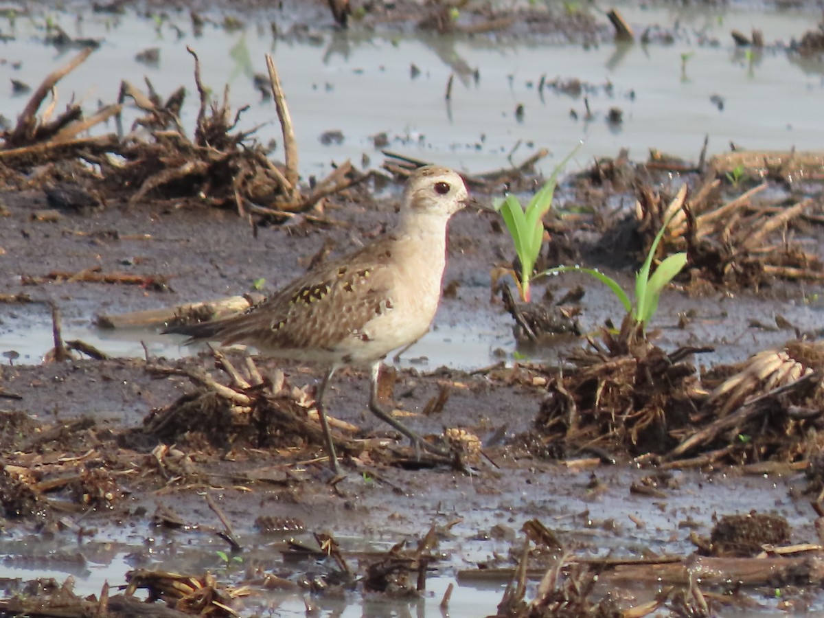 American Golden-Plover - ML620027594