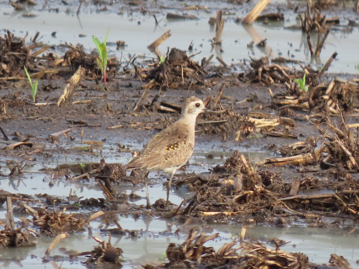 American Golden-Plover - ML620027596