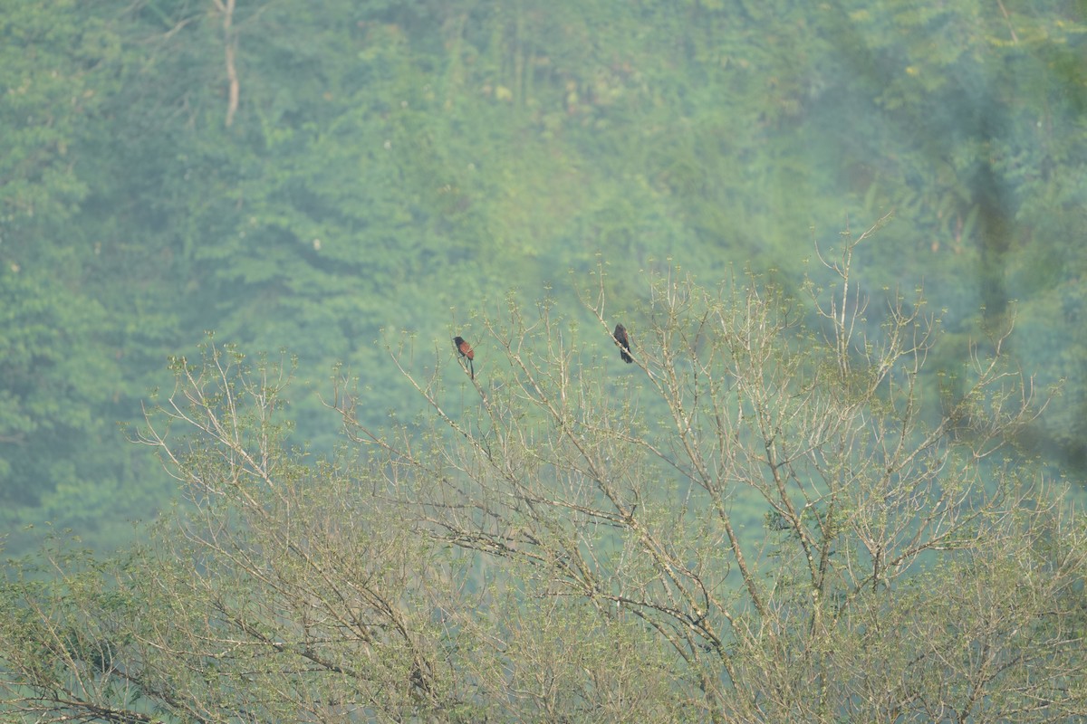 Greater Coucal - ML620027598
