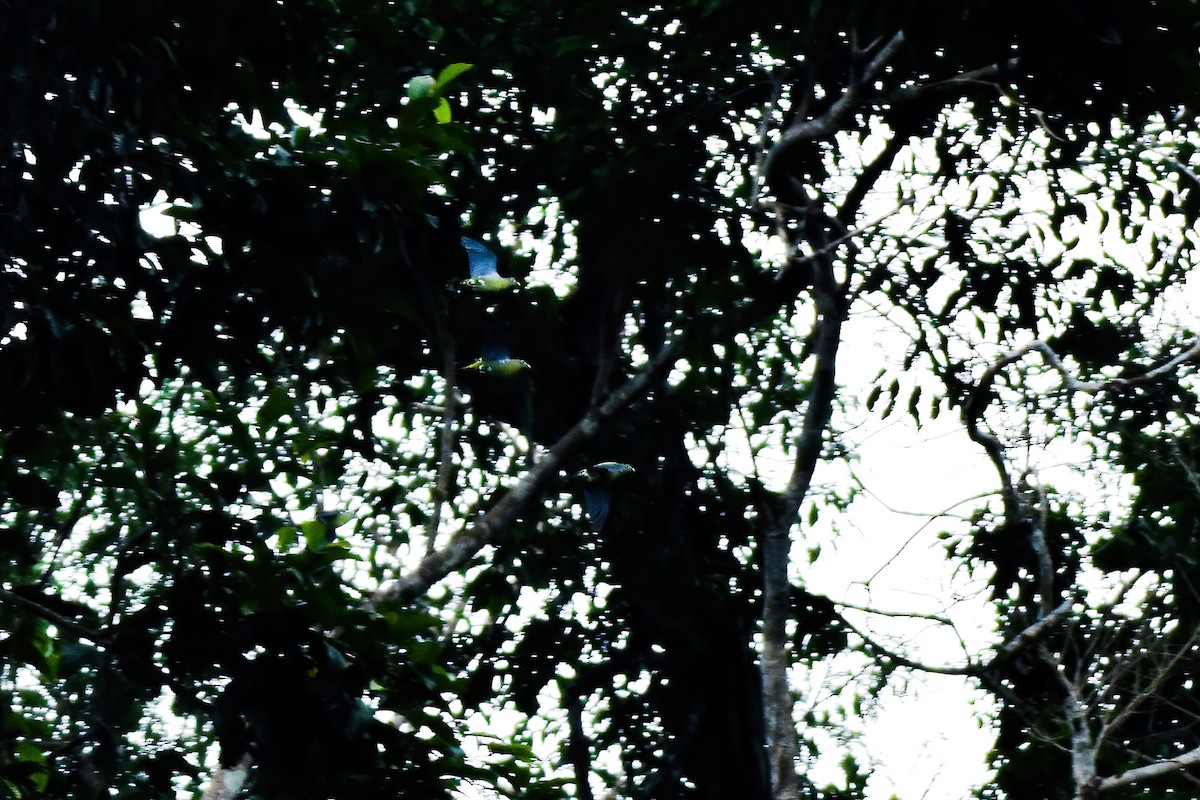 holub indomalajský - ML620027609