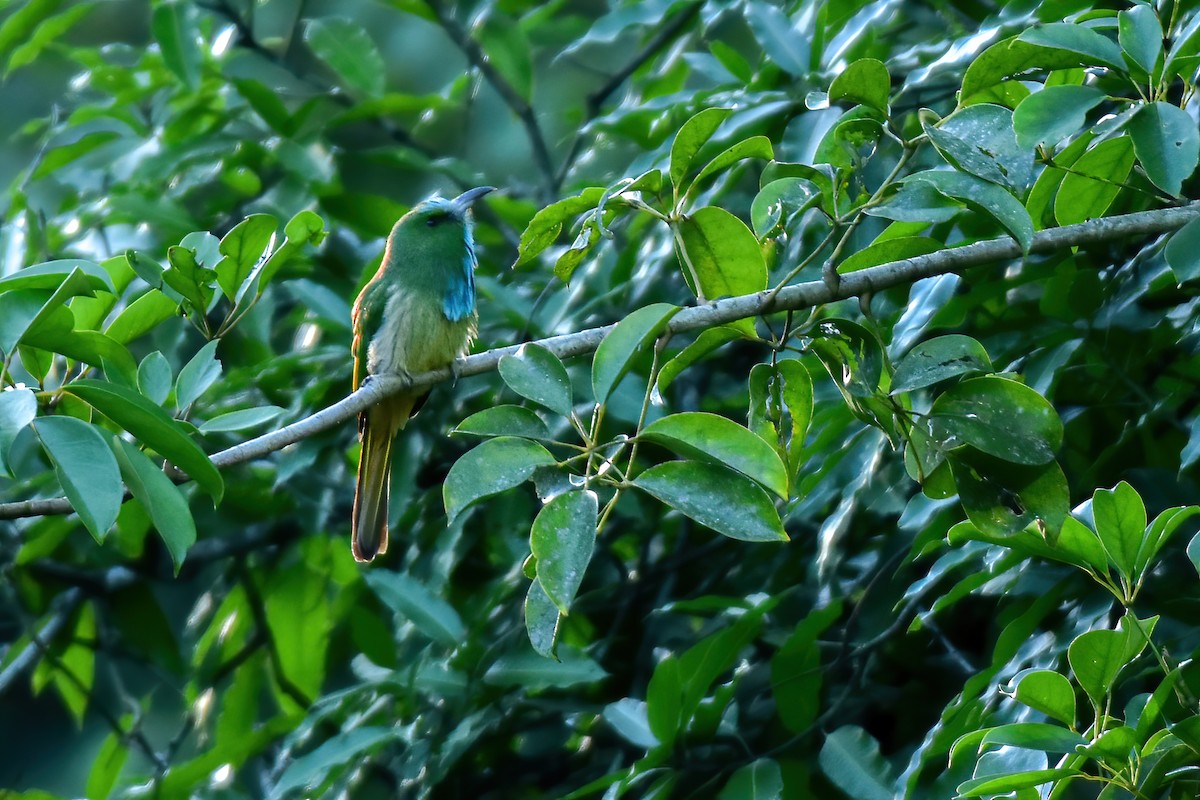 Blue-bearded Bee-eater - ML620027612