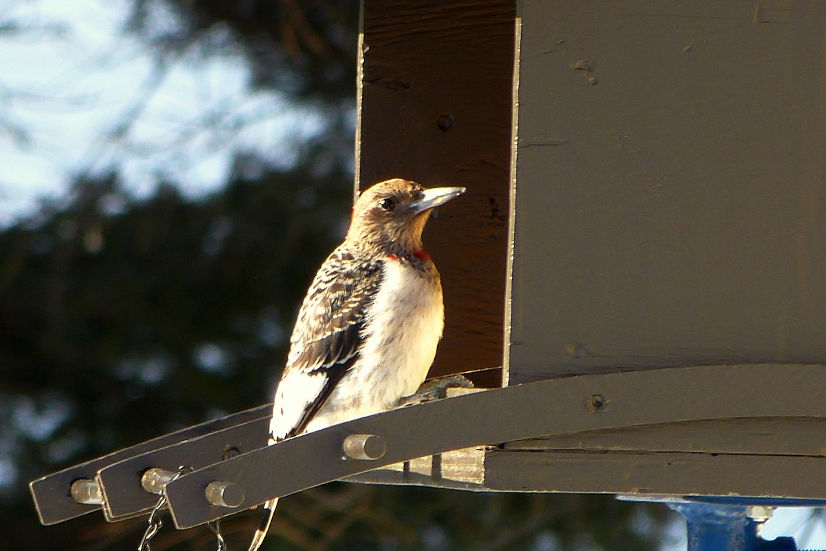 Red-headed Woodpecker - ML620027613