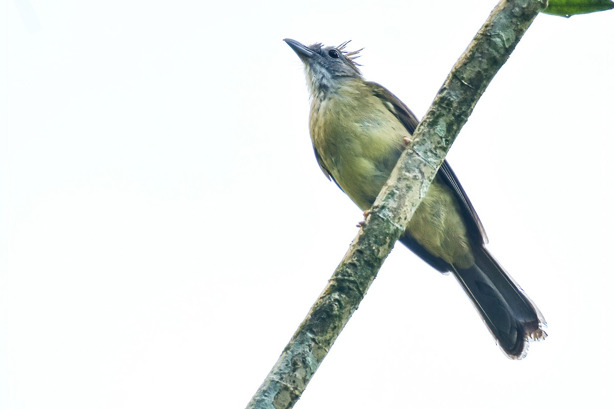 Puff-throated Bulbul - ML620027617