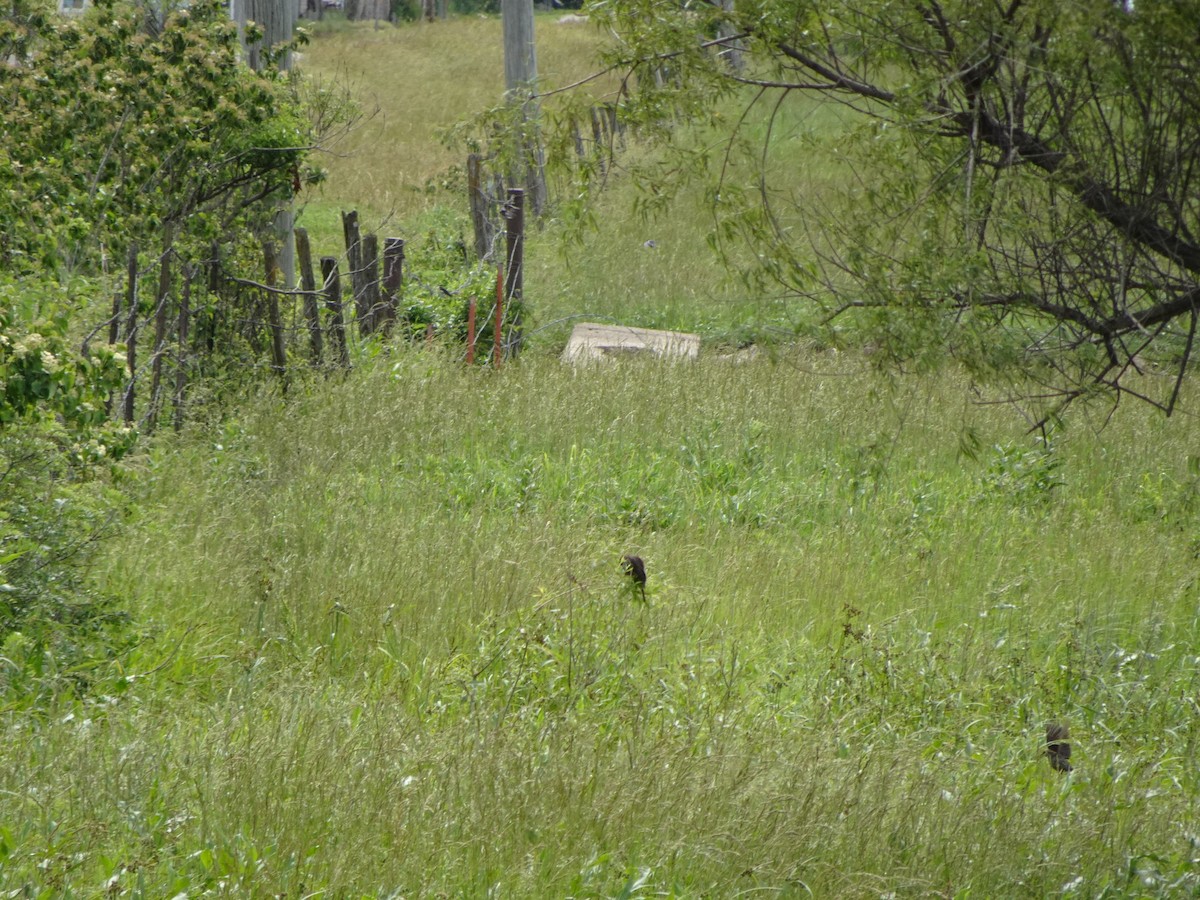 Red-winged Blackbird - ML620027618