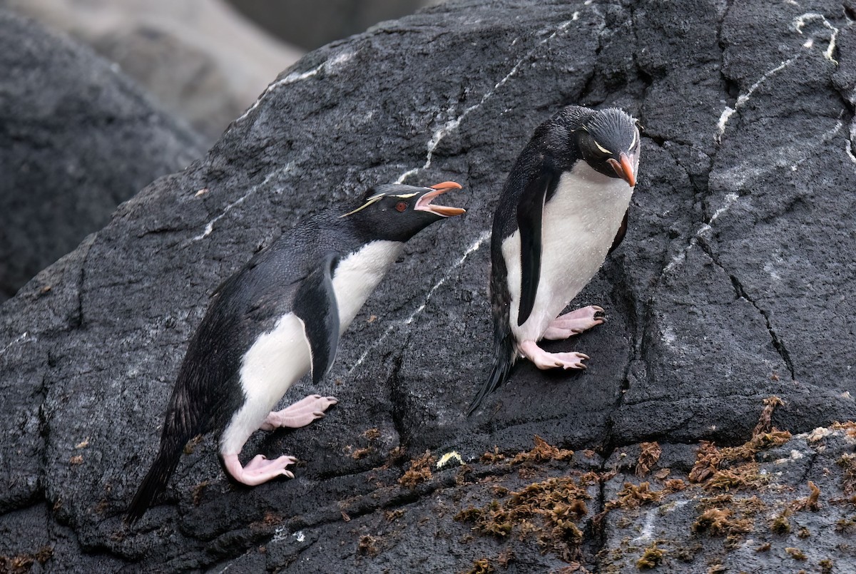 Pingüino Saltarrocas Meridional - ML620027625