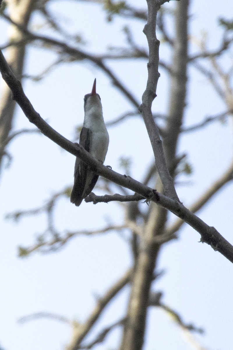 kolibřík fialovokorunkatý - ML620027659