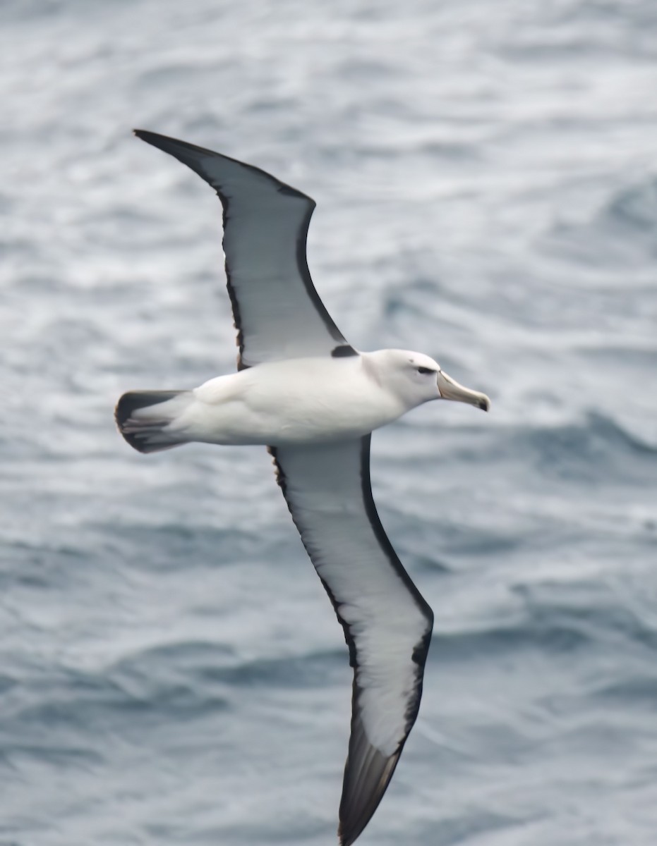 albatros snarský - ML620027661