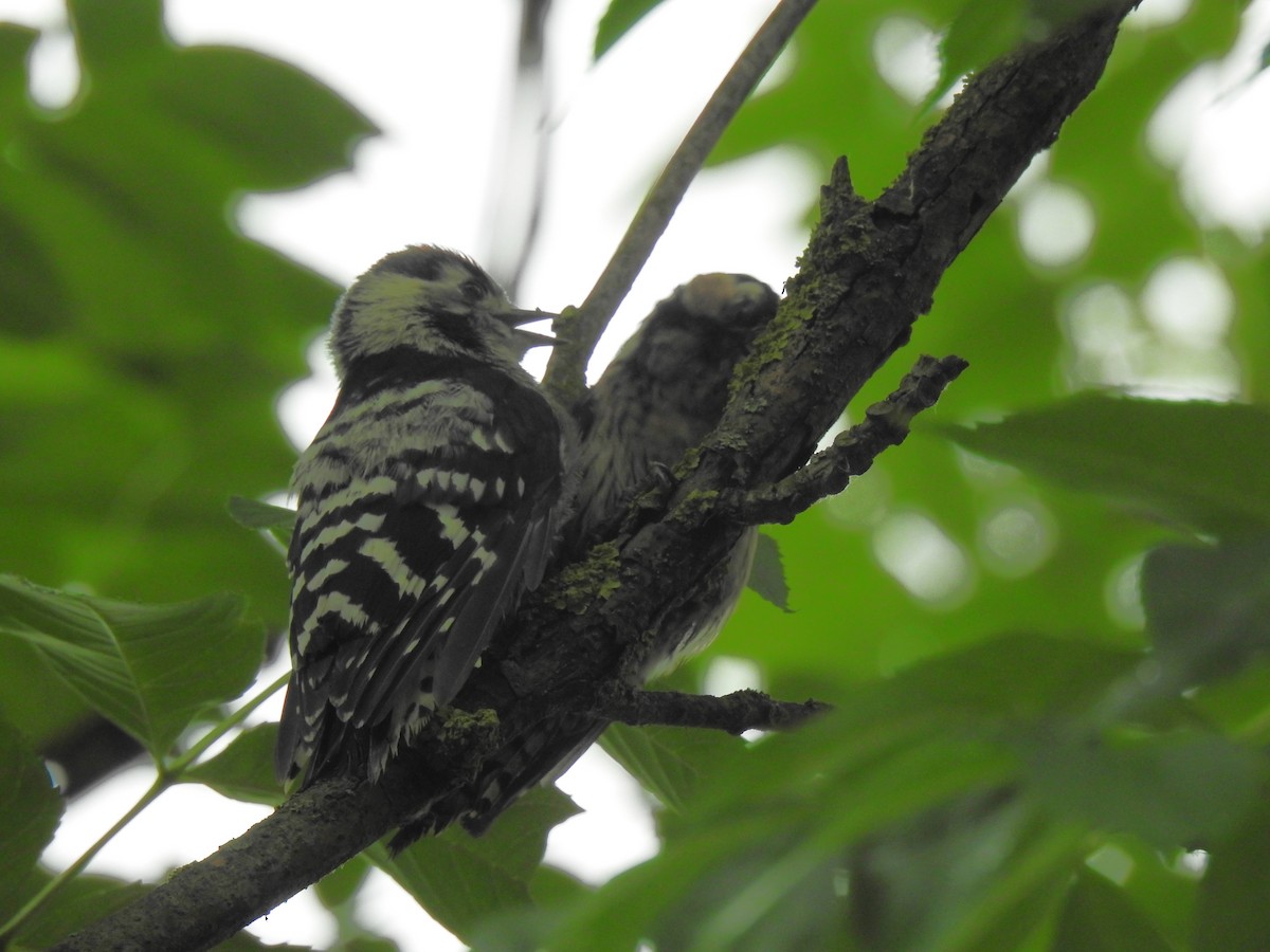 Lesser Spotted Woodpecker - ML620027671