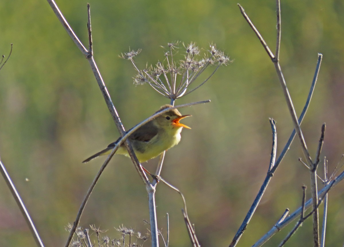 Melodious Warbler - ML620027729