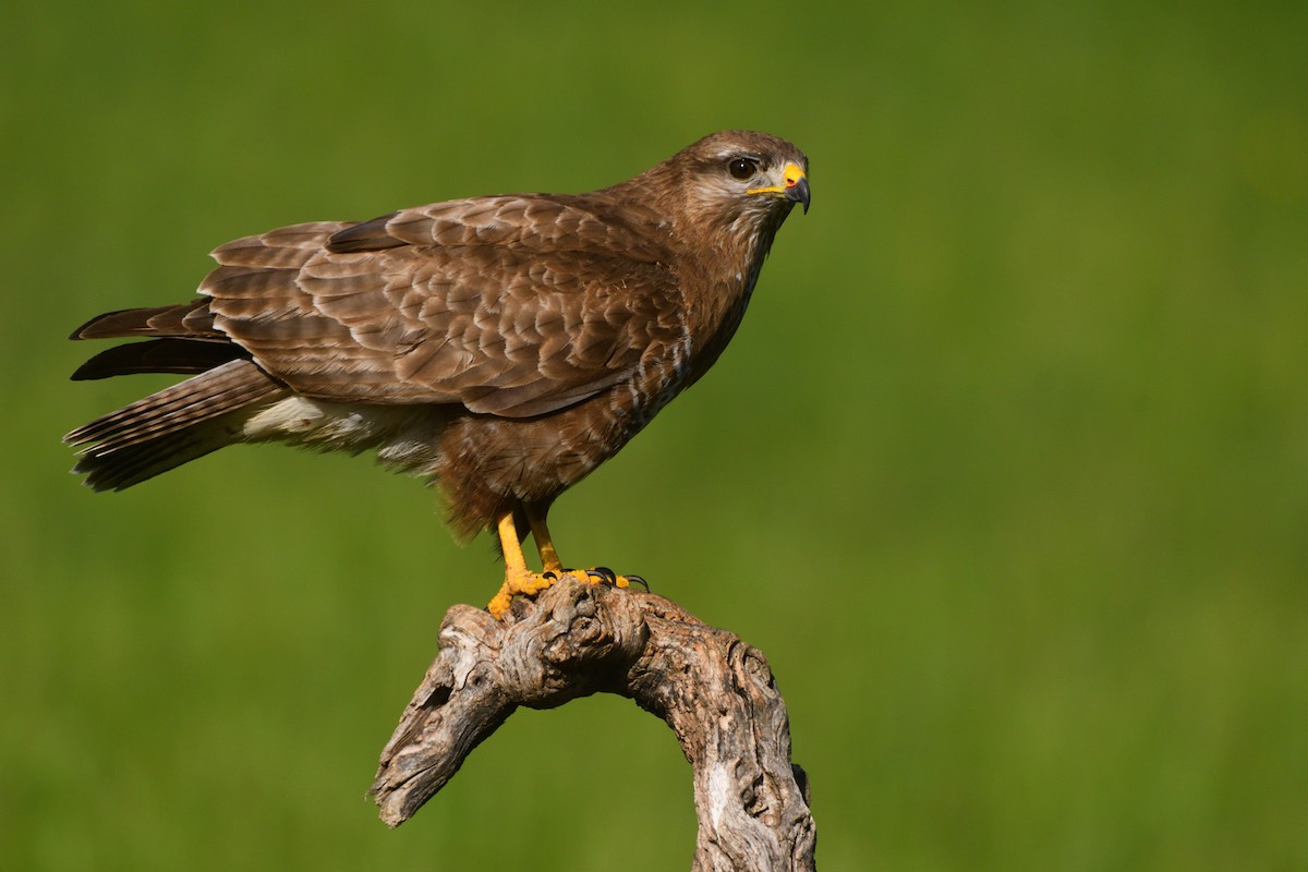 Common Buzzard - ML620027730