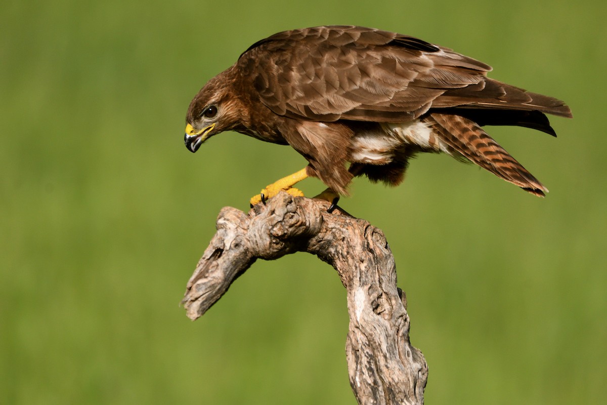 Common Buzzard - ML620027731