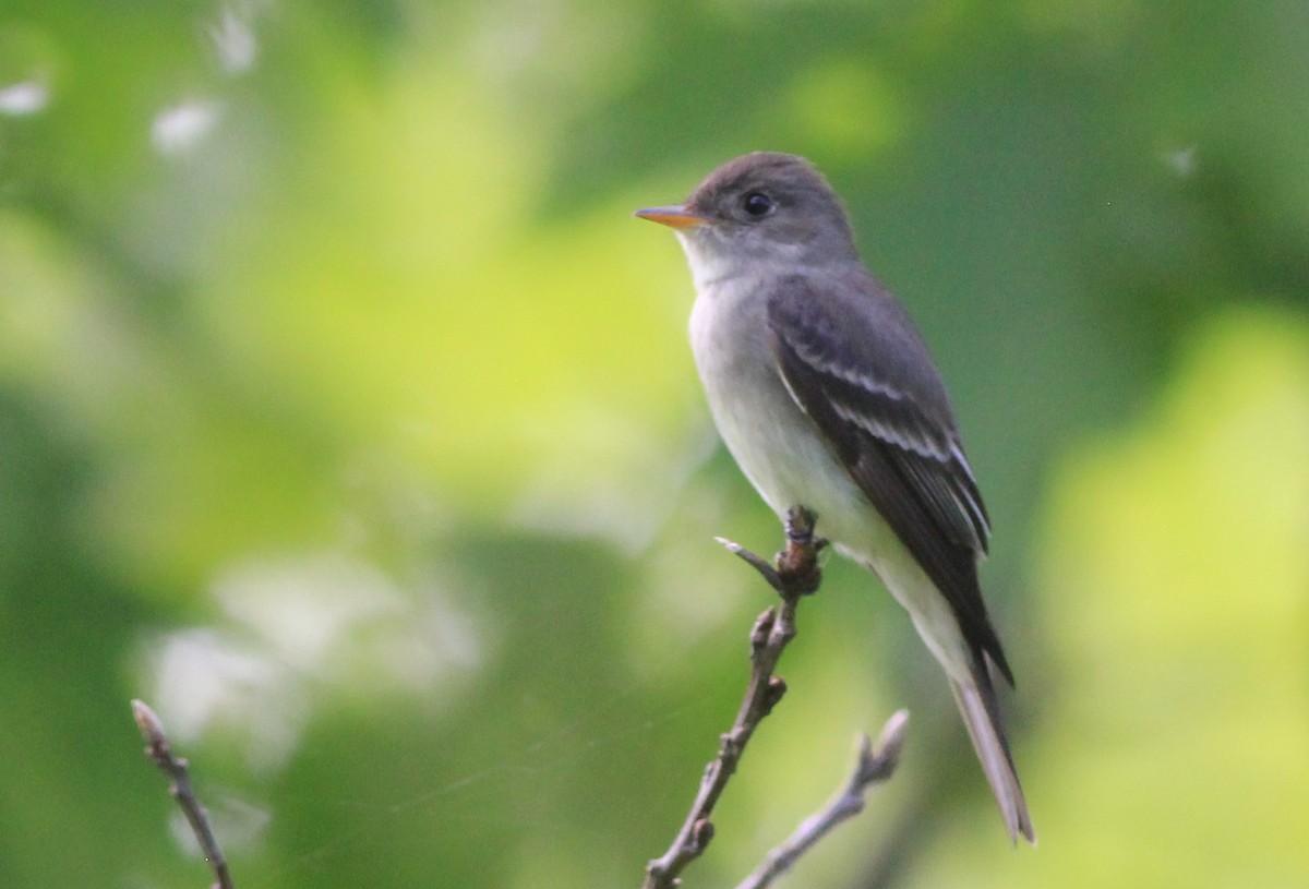 Eastern Wood-Pewee - ML620027734