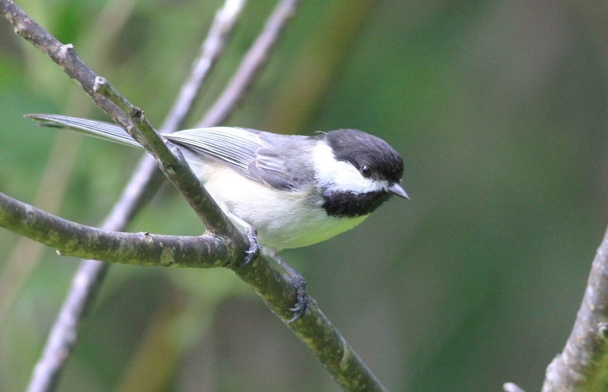 Black-capped Chickadee - ML620027735