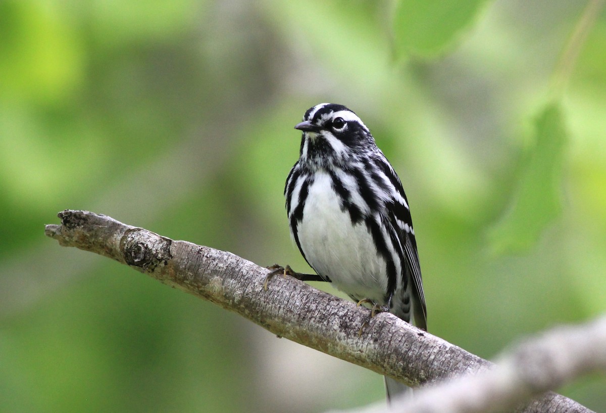 Black-and-white Warbler - ML620027748