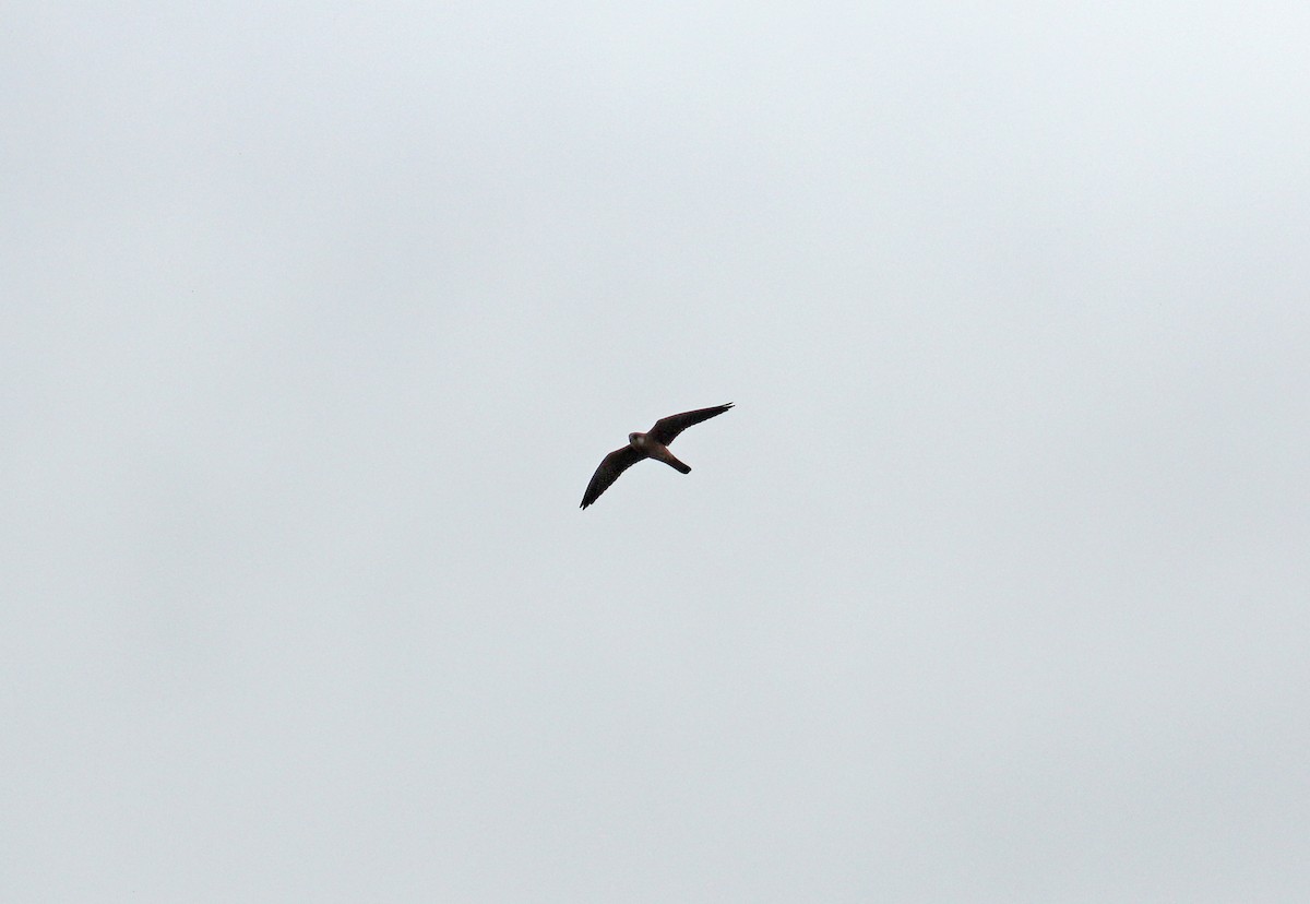 Red-footed Falcon - ML620027760