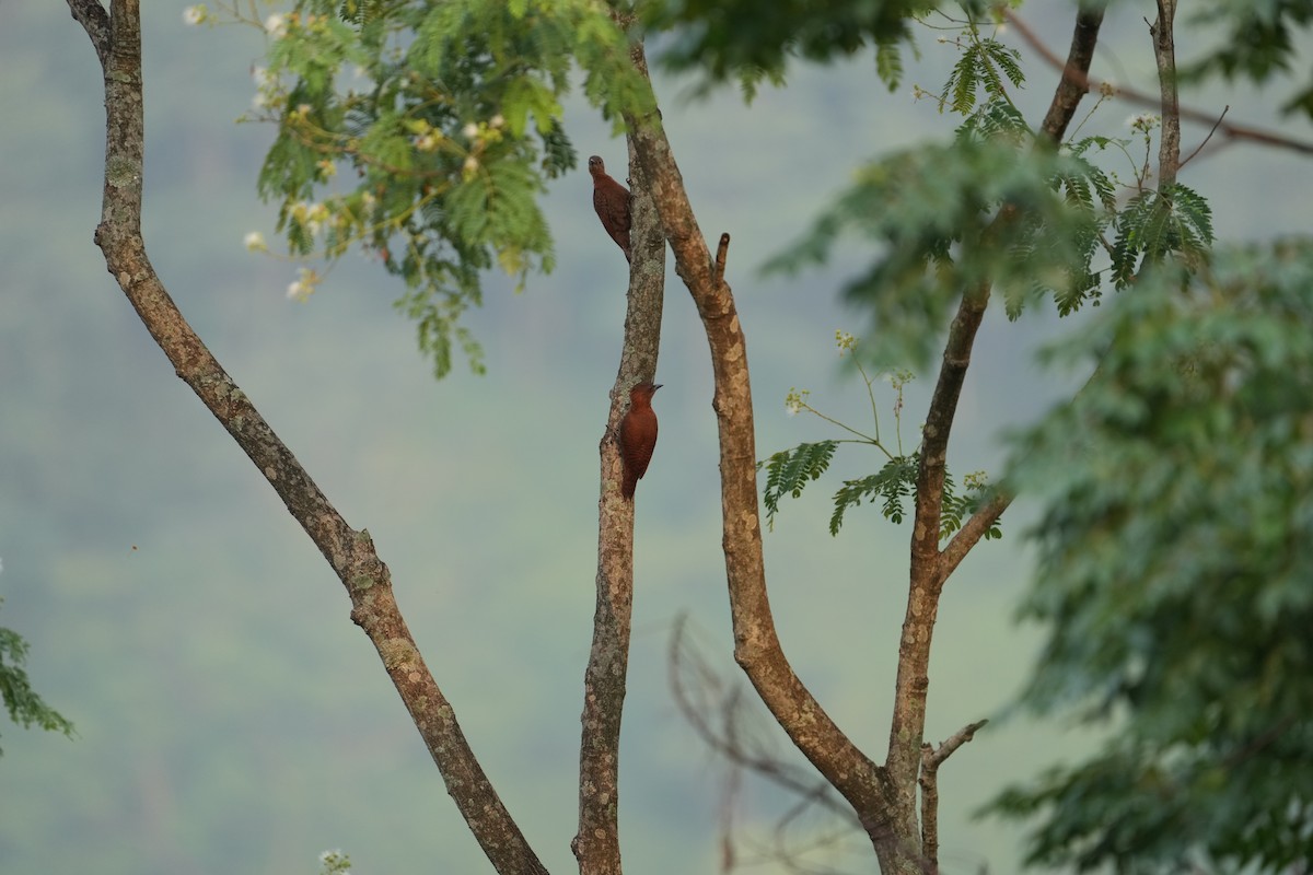 Rufous Woodpecker - ML620027786