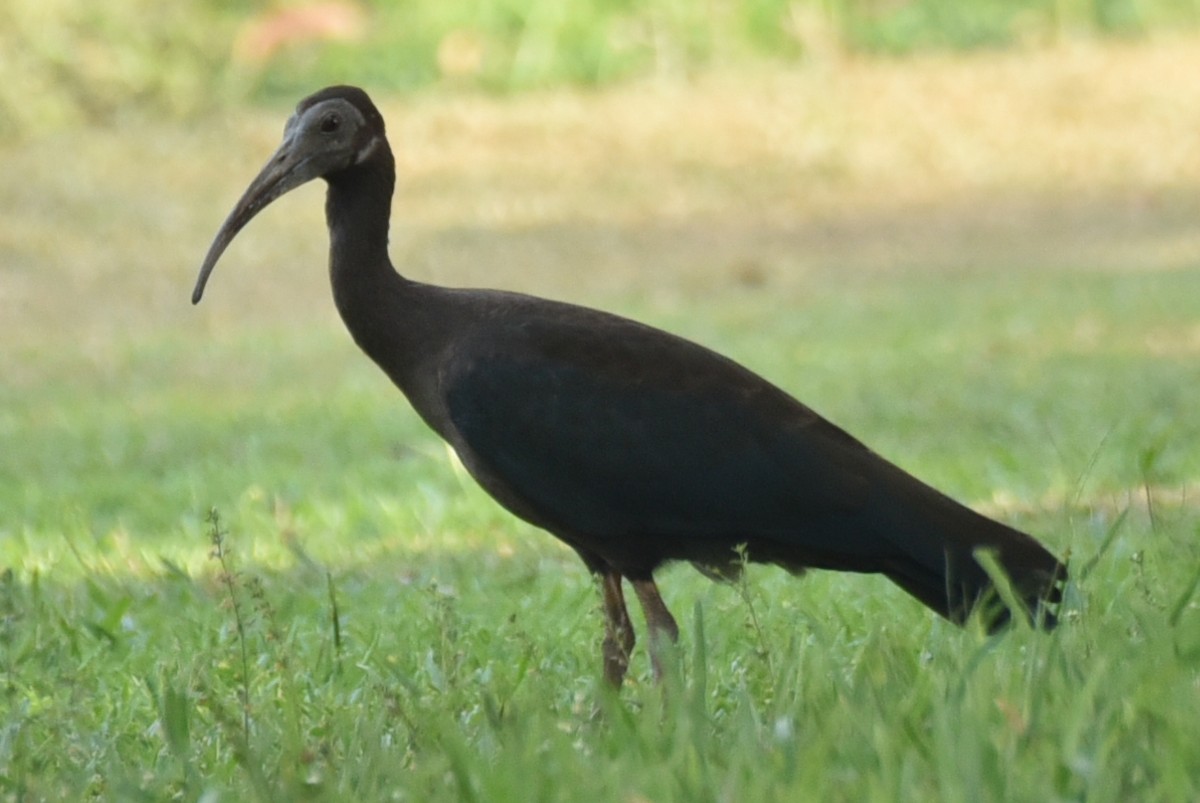 ibis bradavičnatý - ML620027804