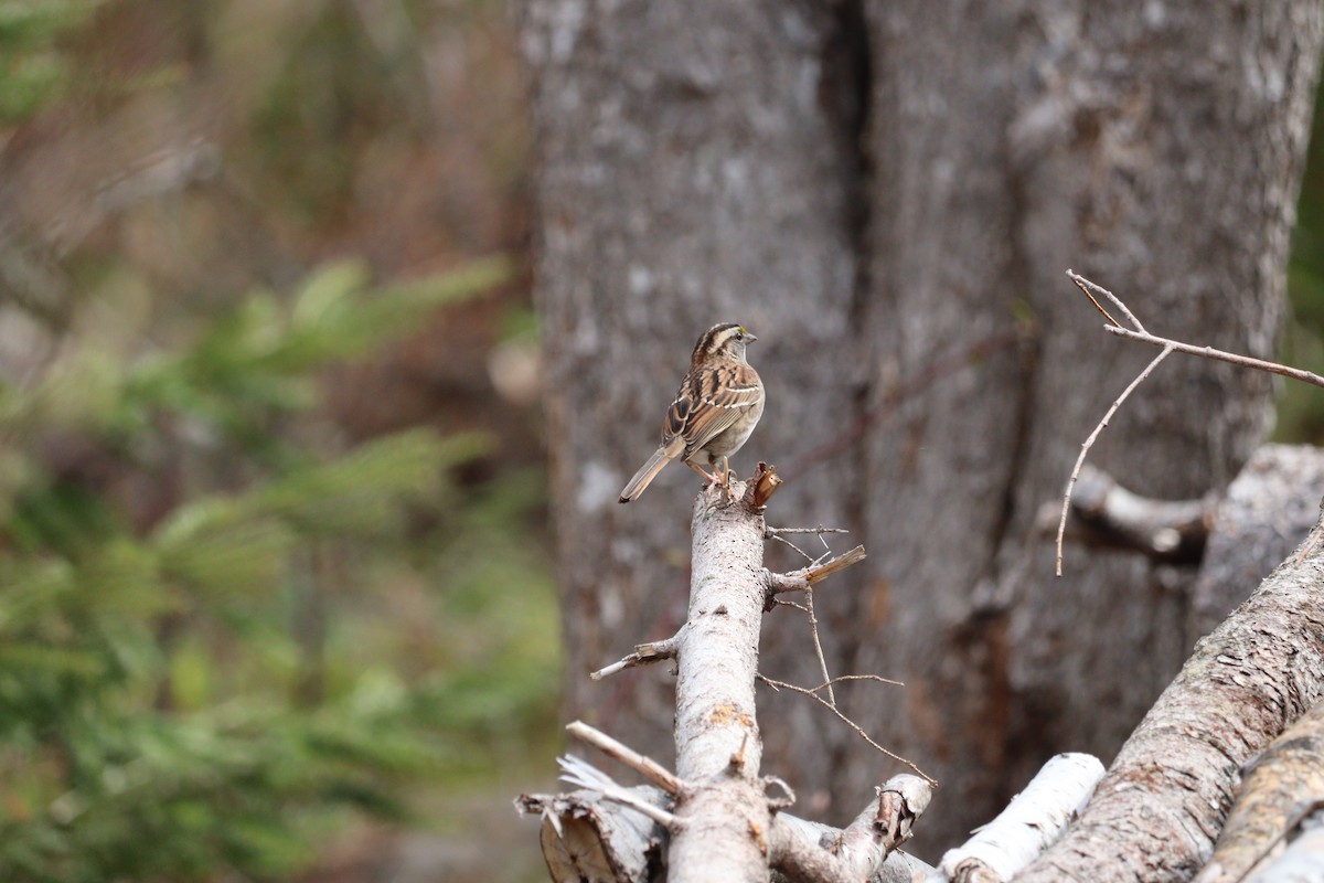 White-throated Sparrow - ML620027818