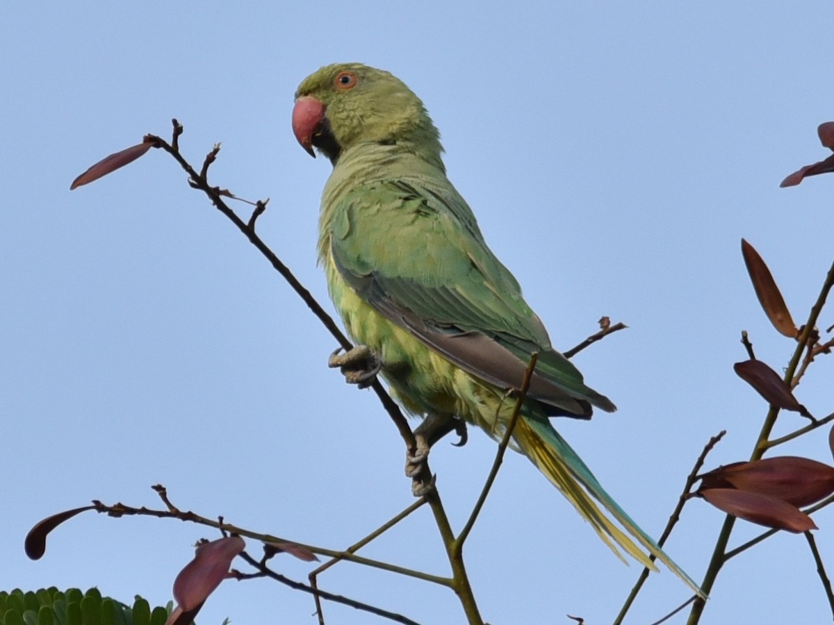 Yeşil Papağan - ML620027830