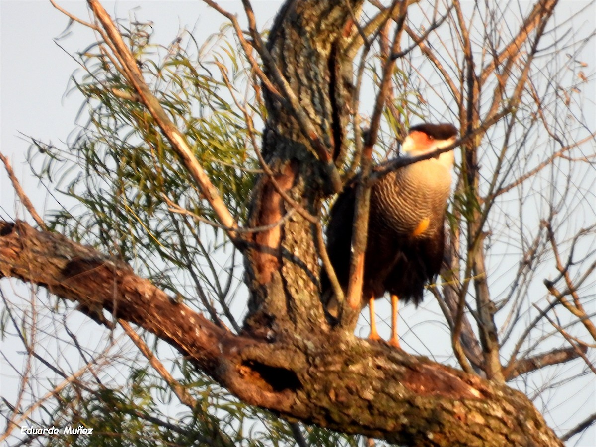 Caracara huppé - ML620027846