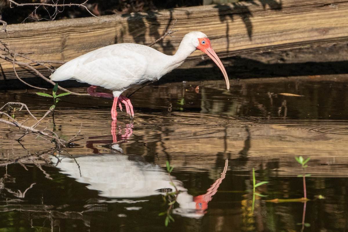 White Ibis - ML620027849