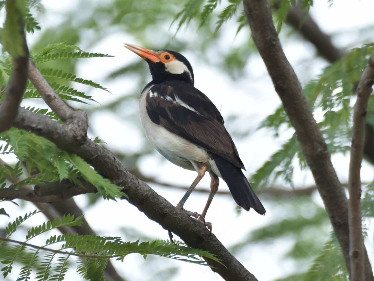 Indian Pied Starling - ML620027851