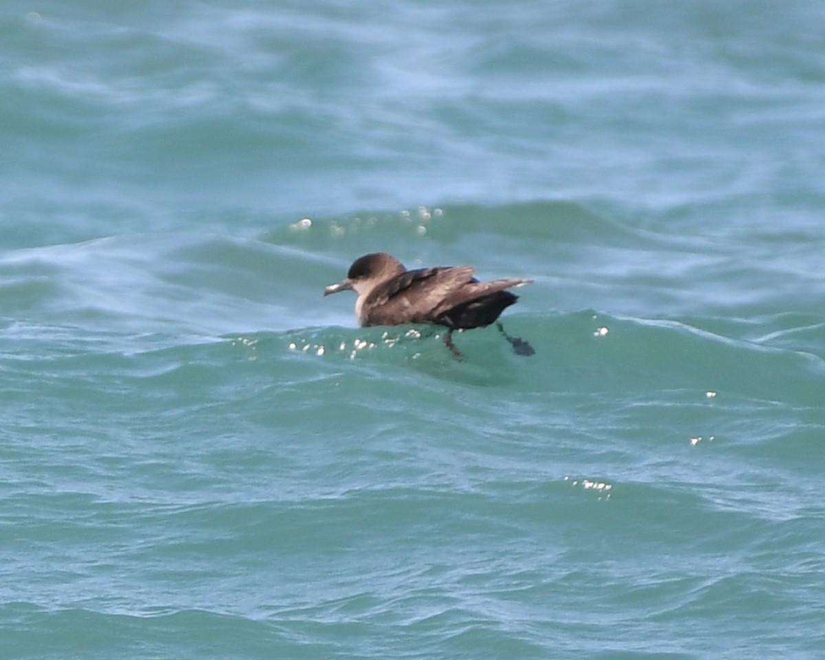 Short-tailed Shearwater - ML620027853