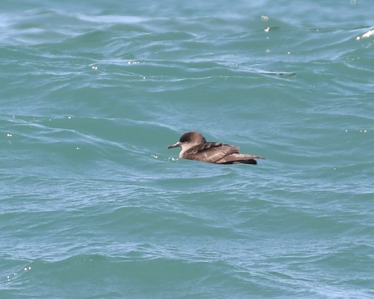 Short-tailed Shearwater - ML620027855