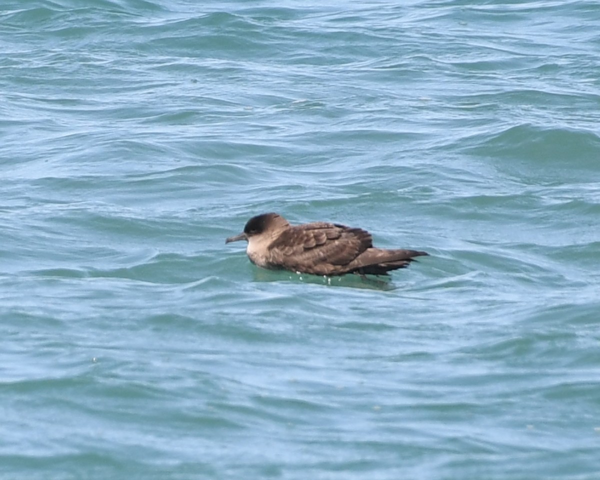 Short-tailed Shearwater - ML620027858