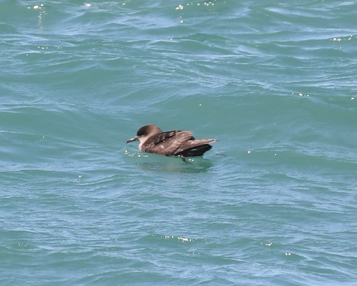 Short-tailed Shearwater - ML620027859