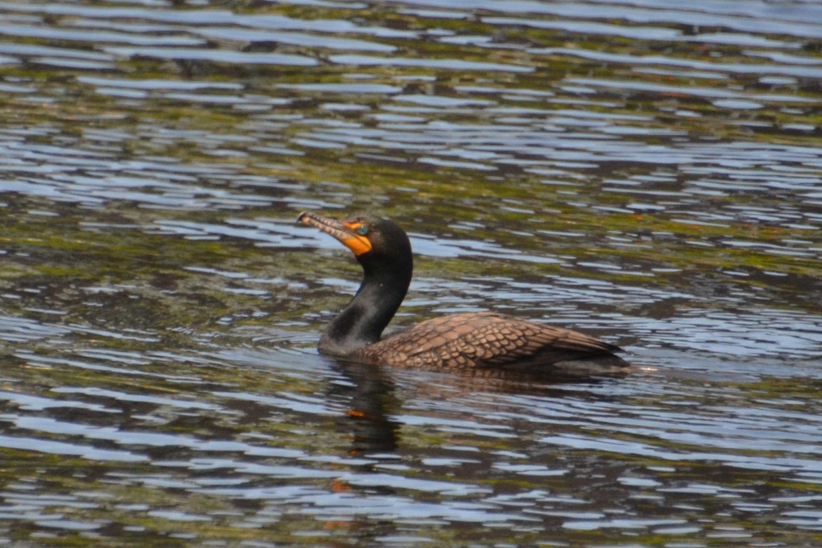 Double-crested Cormorant - Ted Armstrong