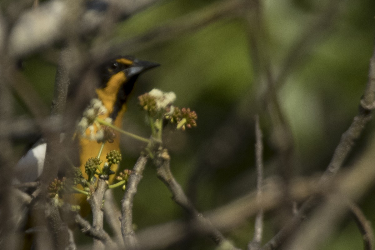 Oriole d'Abeillé - ML620027879