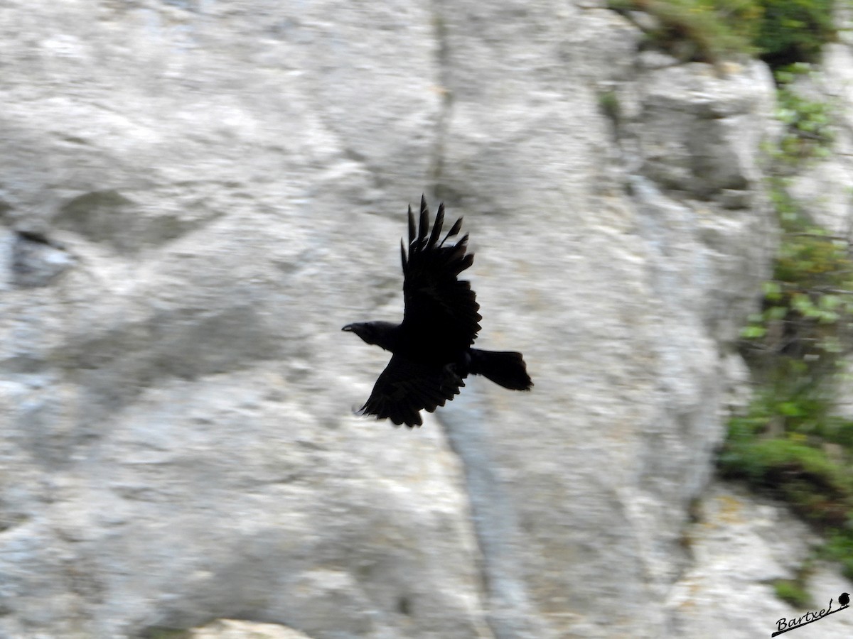 Common Raven - ML620027886