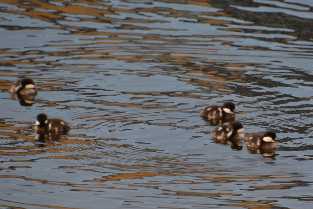 Common Goldeneye - ML620027895