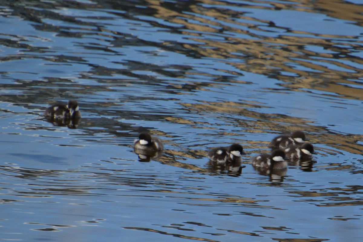 Common Goldeneye - ML620027896