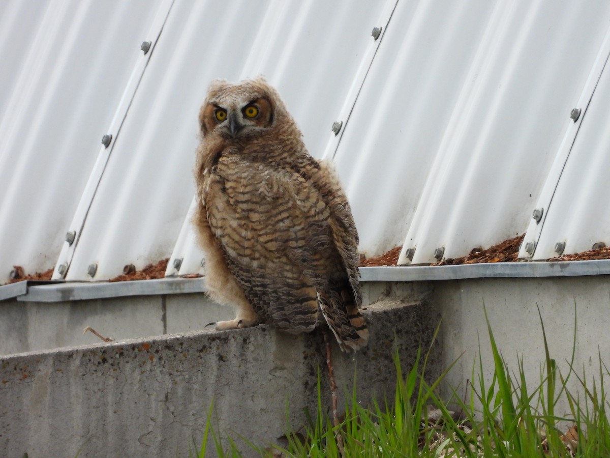 Great Horned Owl - ML620027931